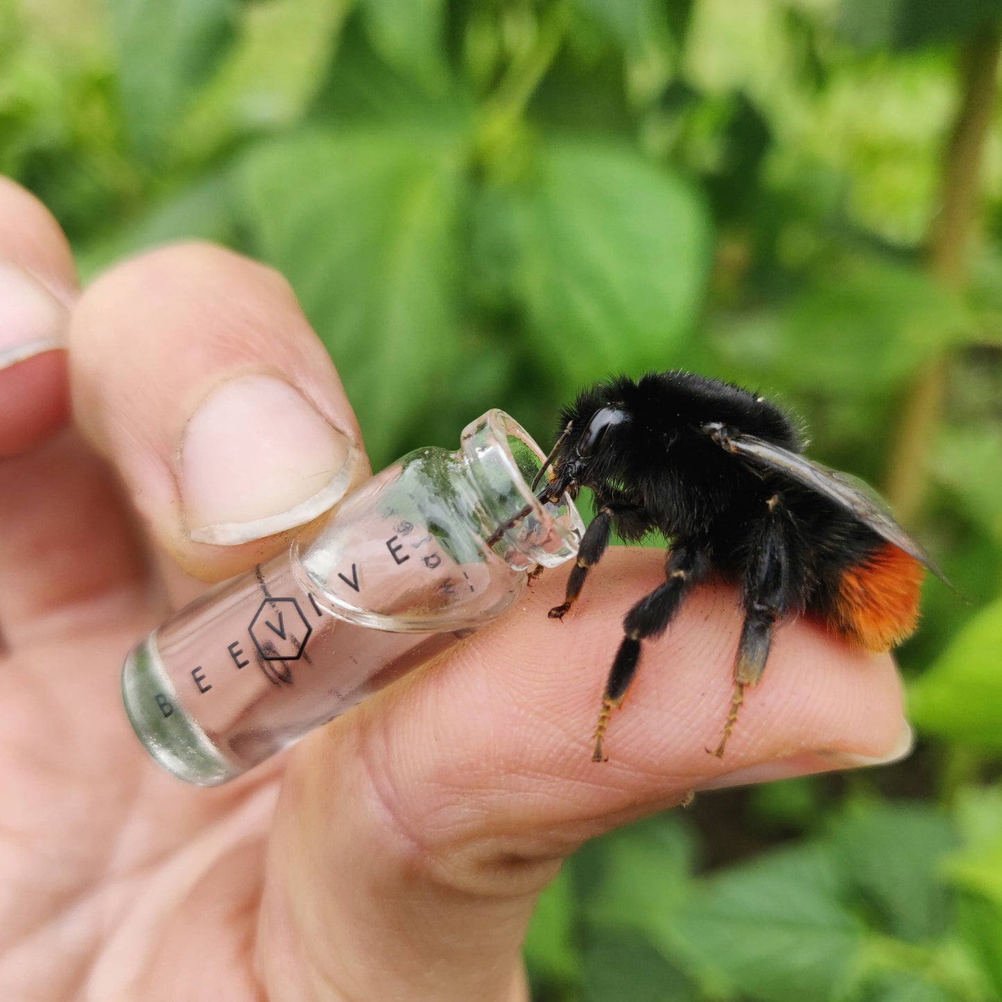 Beevive Ltd - The Original Bee Revival Kit with Bee ID Tag 🐝: Black