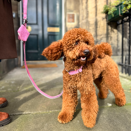 Stocky & Dee Sugarplum - Tutti Collection - Luxury Dog Collar