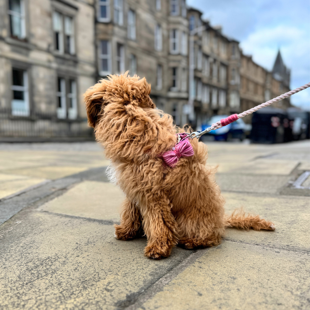 Stocky & Dee Harris Design - Sugarplum - Dog Bow Tie