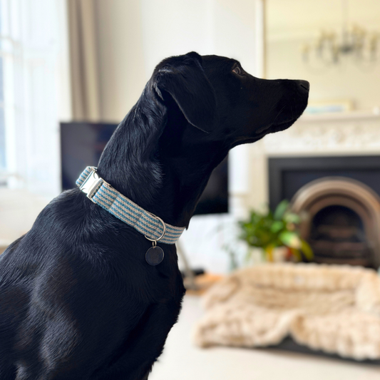 Stocky & Dee Sorbet - Tutti Collection - Luxury Dog Collar