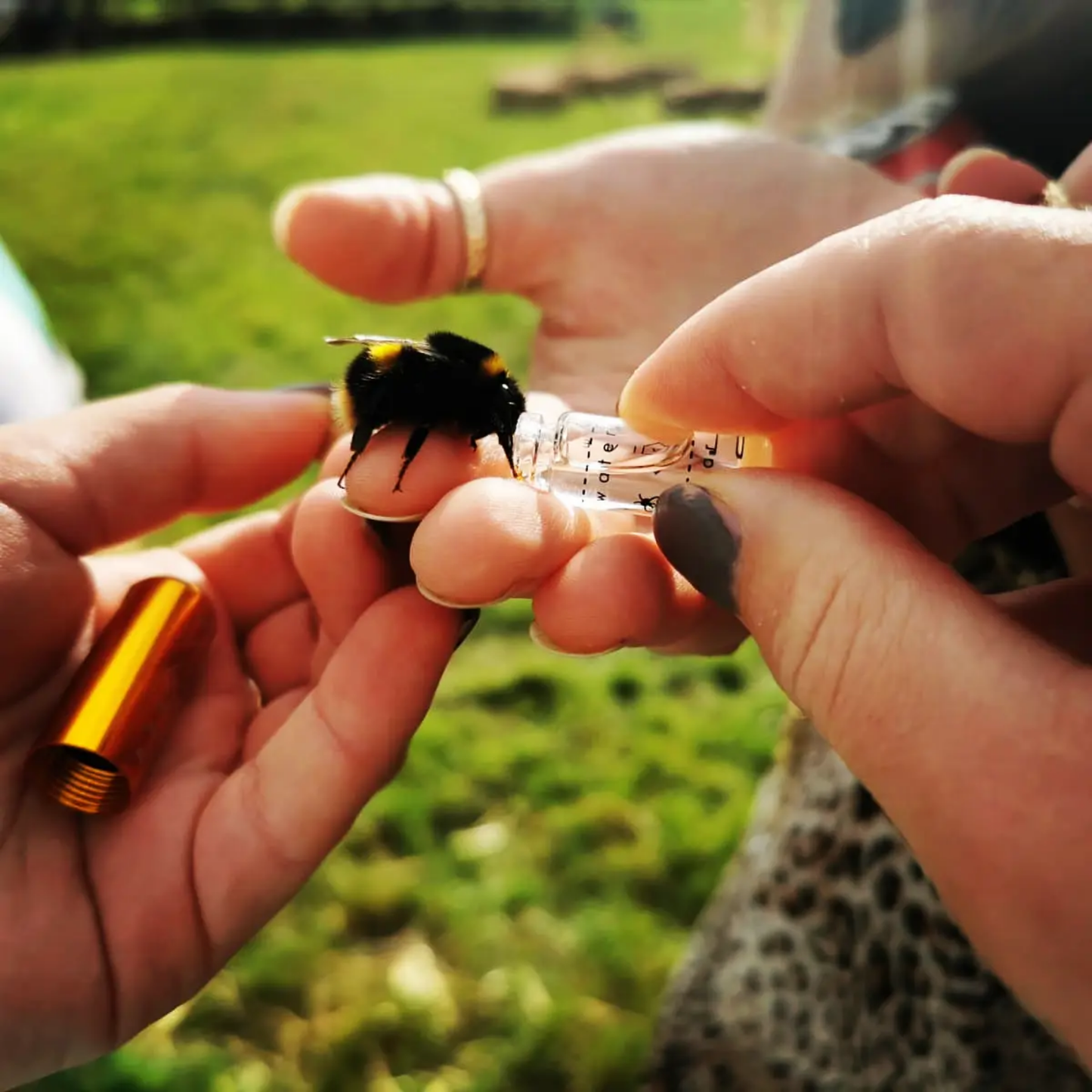 Beevive Ltd - The Original Bee Revival Kit with Bee ID Tag 🐝: Gold