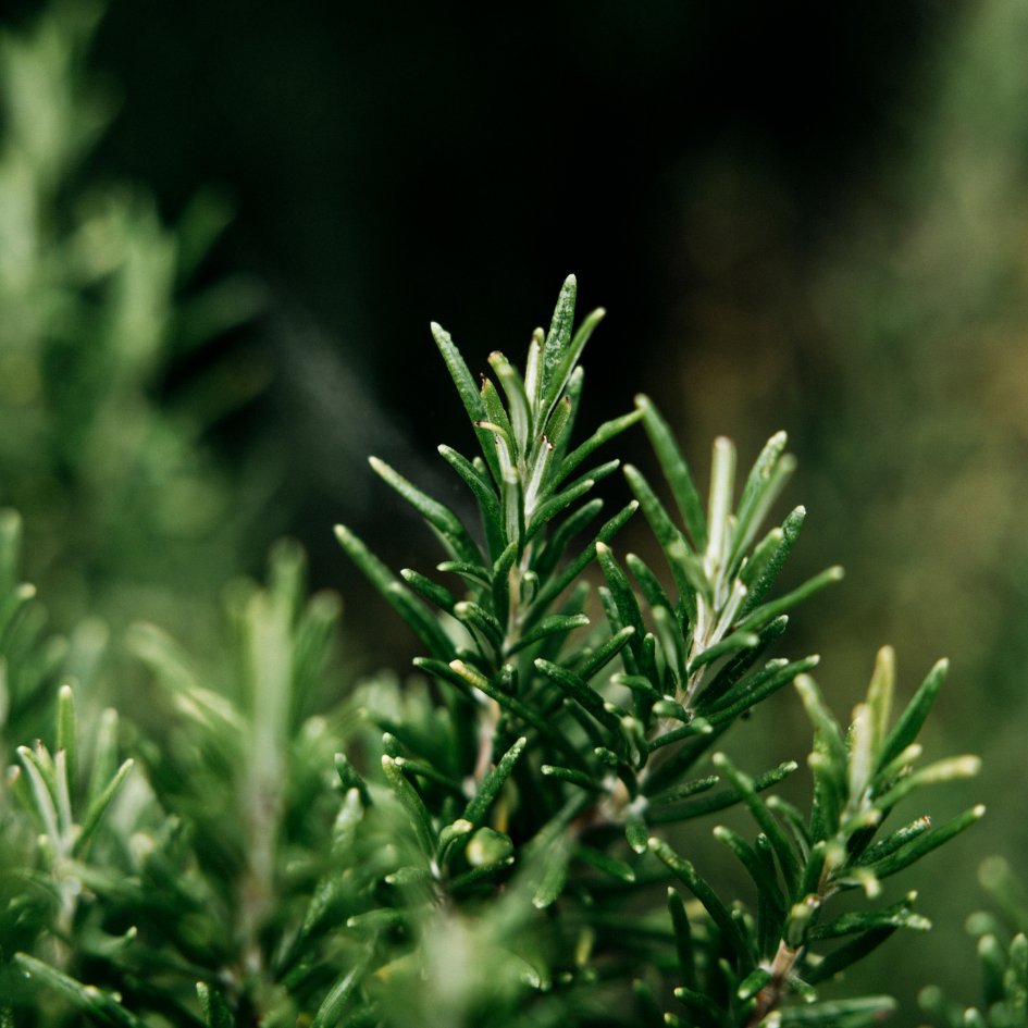 St Eval Bay & Rosemary, Diffuser Refill