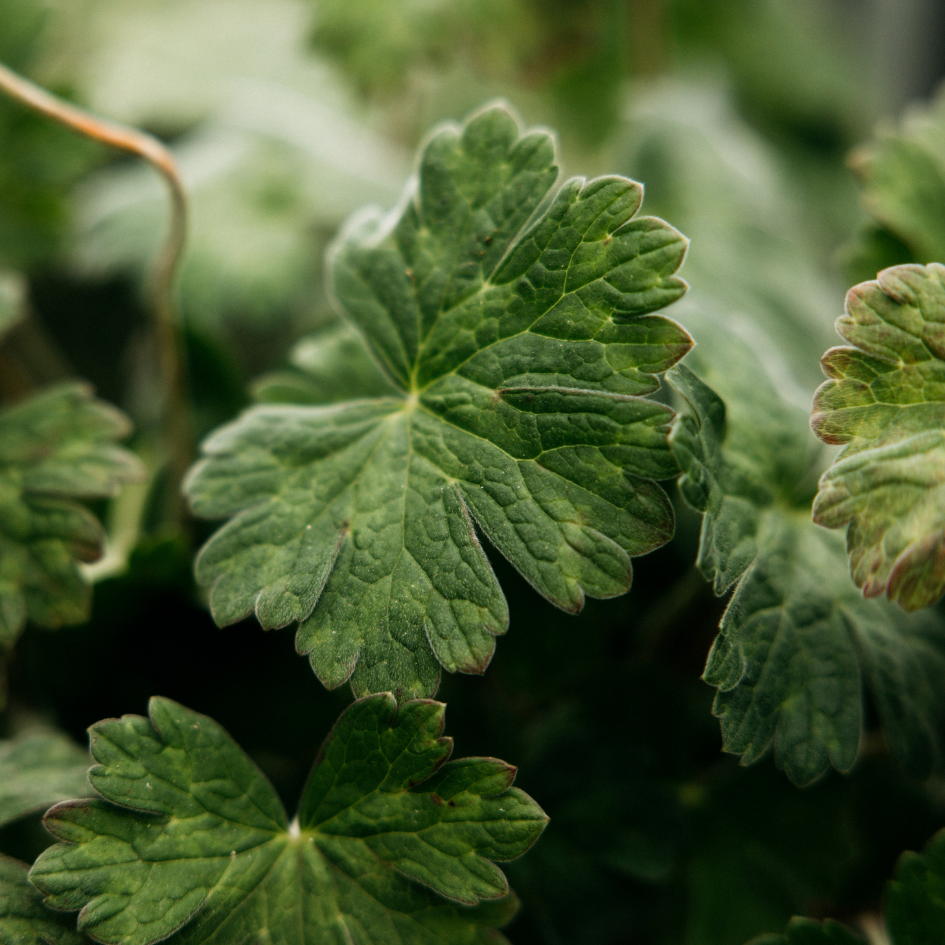 St Eval Geranium Leaf Tealights