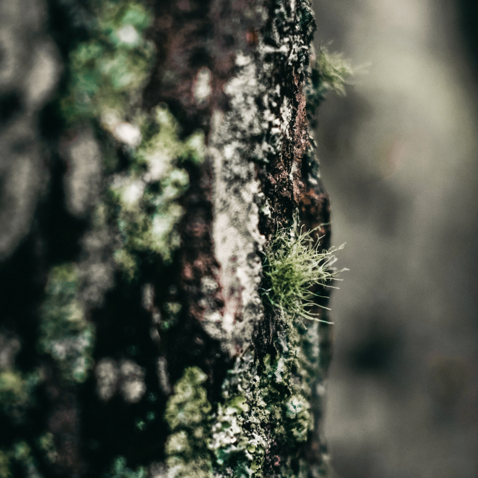 St Eval Granite & Moss, Scented Tin Candle
