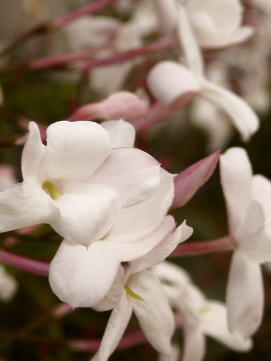 Plum & Ashby Jasmine & Tuberose Votive Candle