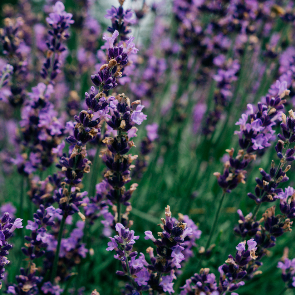 St Eval Lavender Fields Scented Tealights