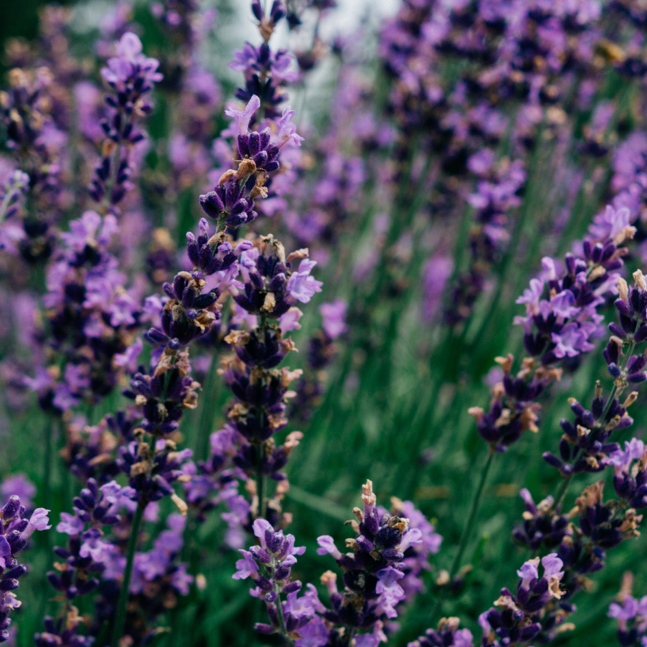 St Eval Lavender Fields, Diffuser Refill
