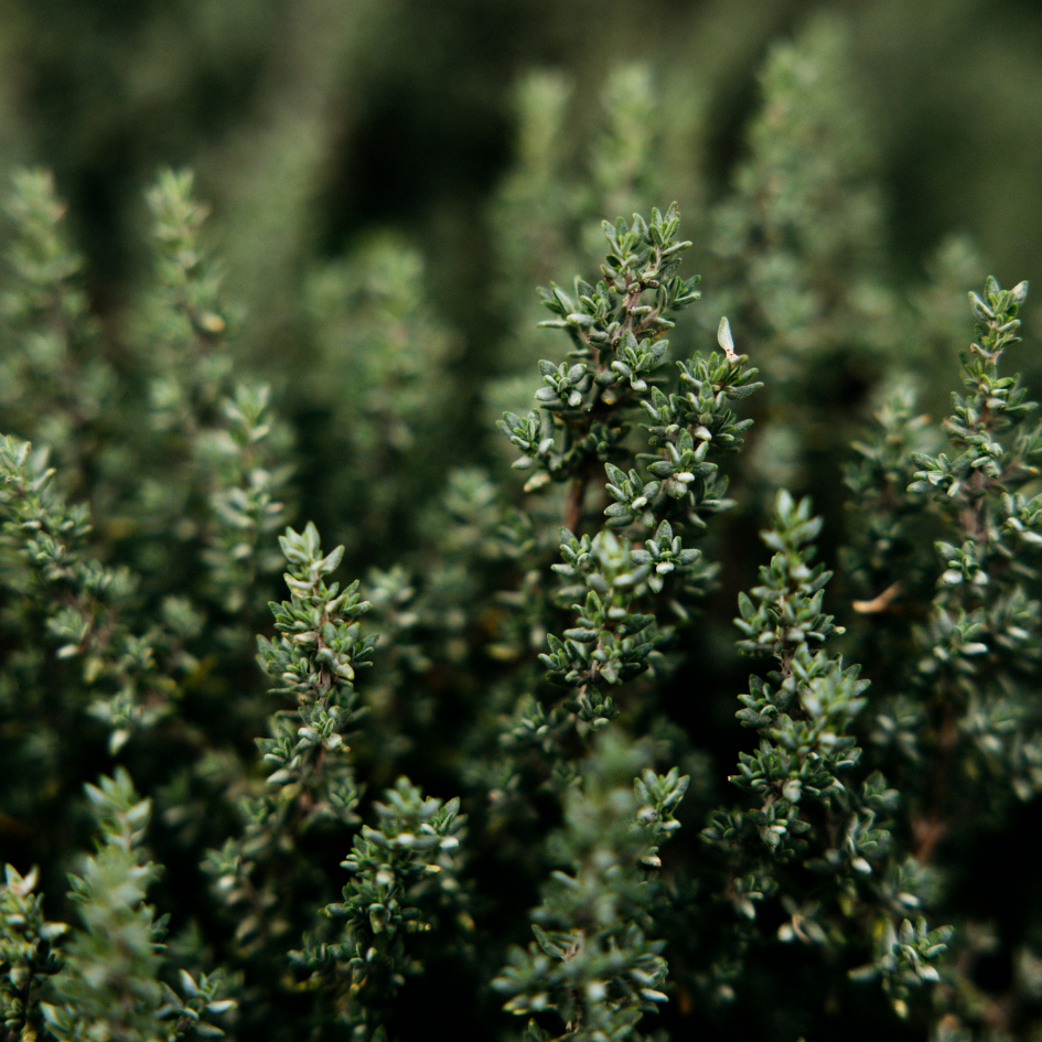 St Eval Thyme & Mint, Reed Diffuser