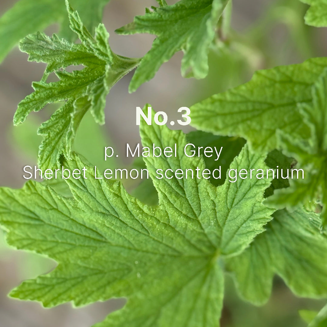 C. Atherley No.3 Candle - 240g