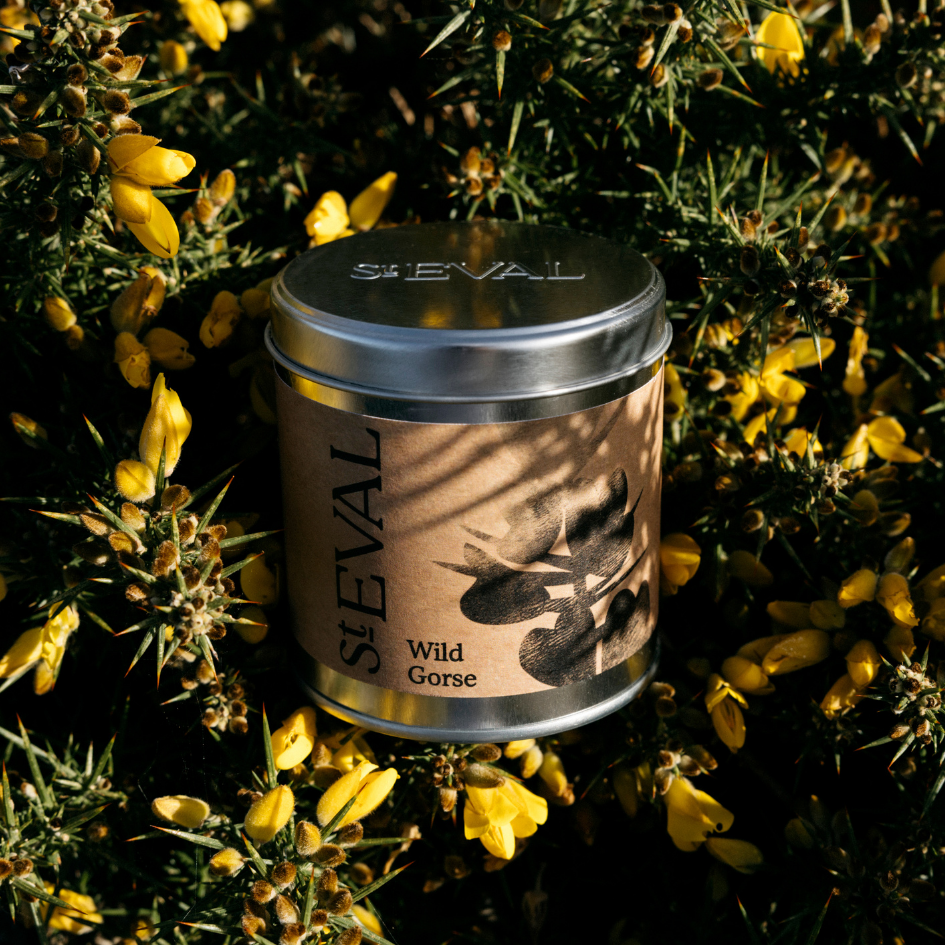 St Eval Wild Gorse, Scented Tin Candle