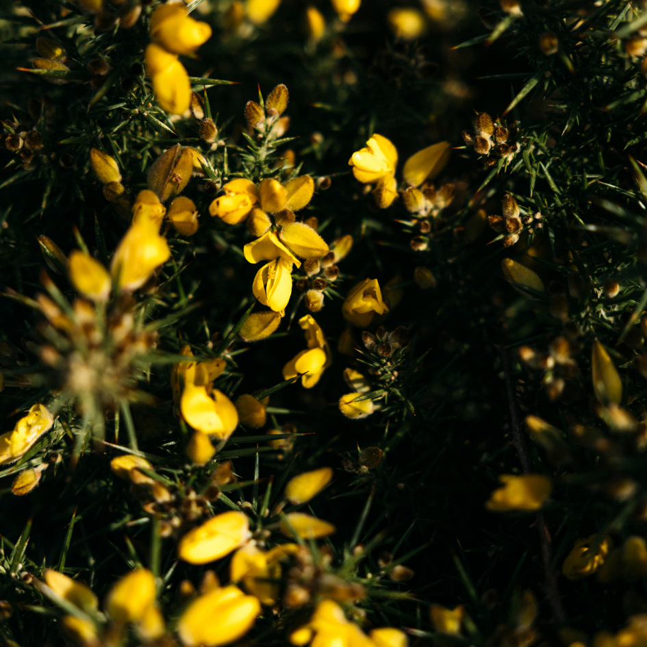 St Eval Wild Gorse, Scented Tin Candle