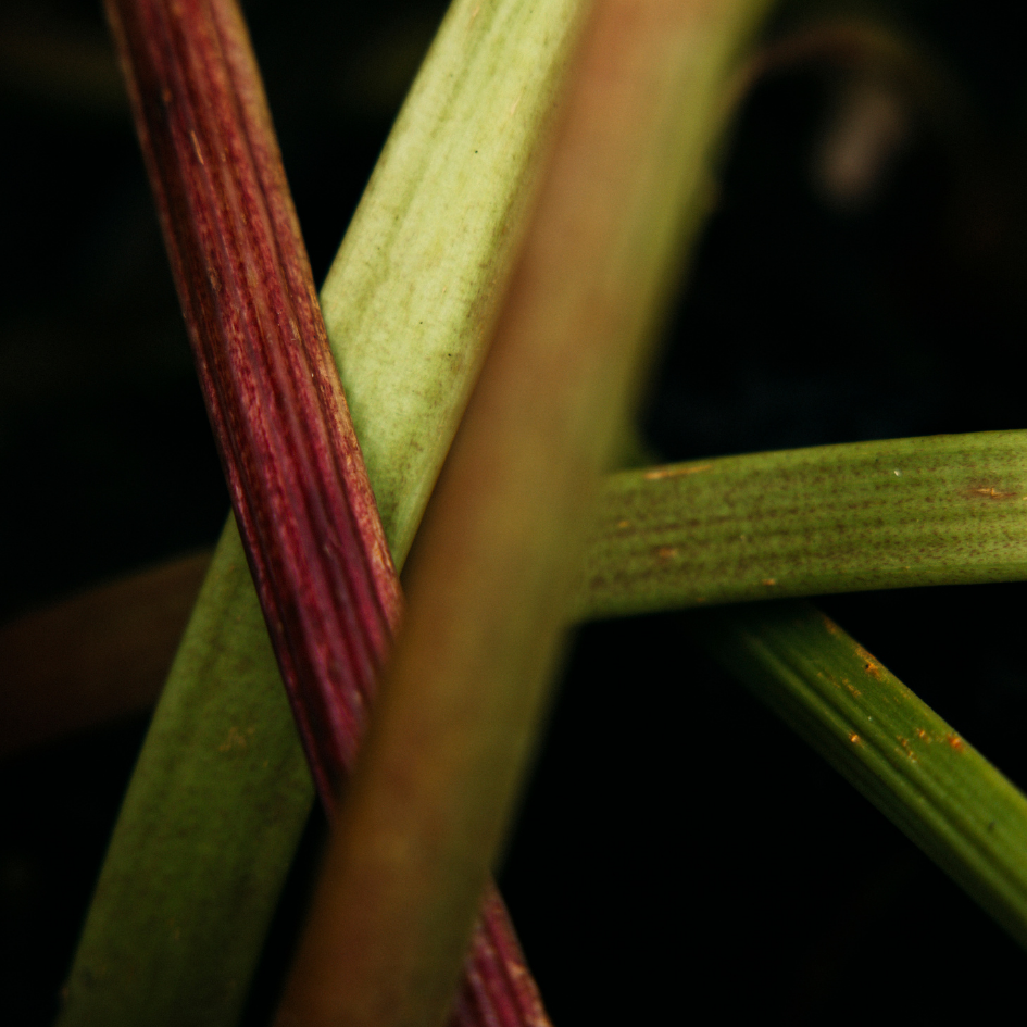 St Eval Wild Rhubarb Tealights