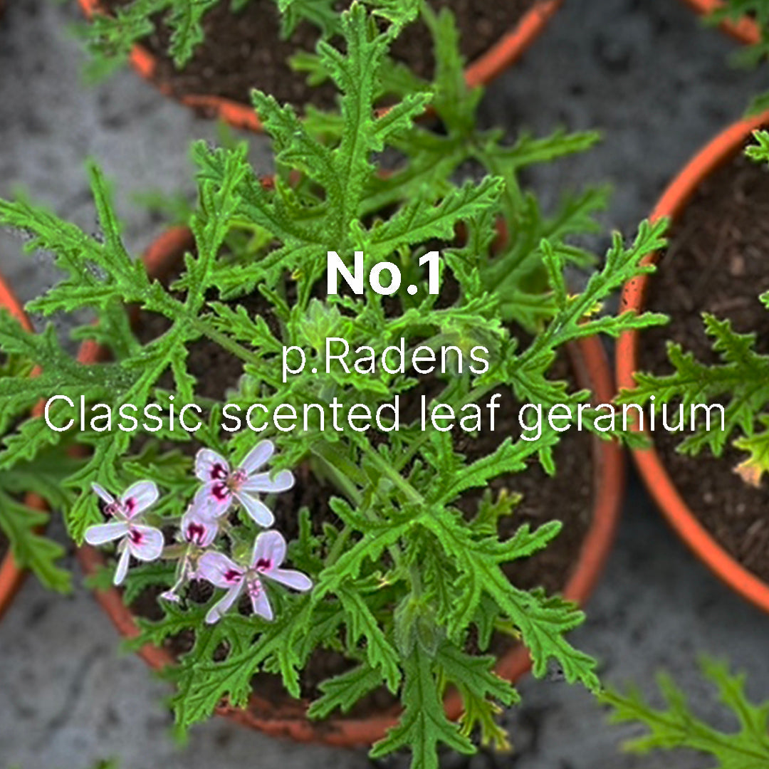 C. Atherley No.1 Diffuser 120ml