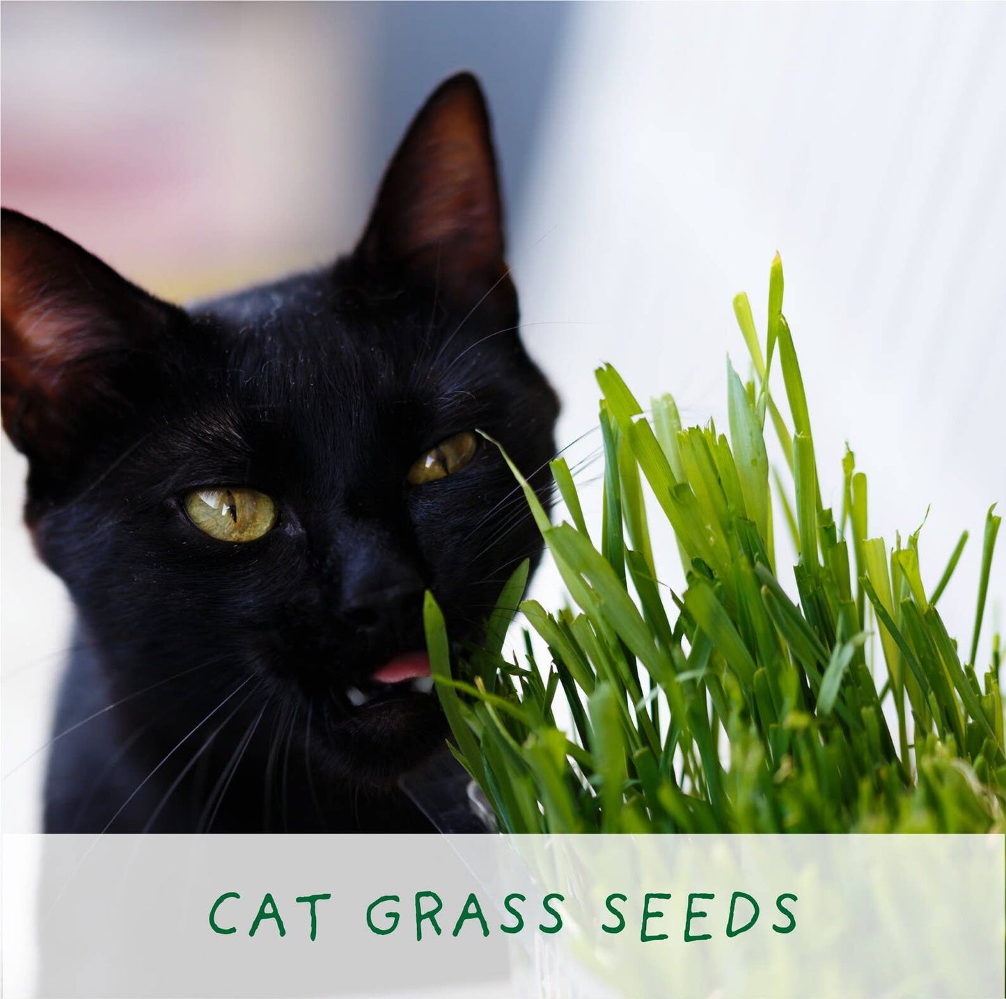 Grow Cat Grass. Eco Mini Cat Friendly Grow Kit