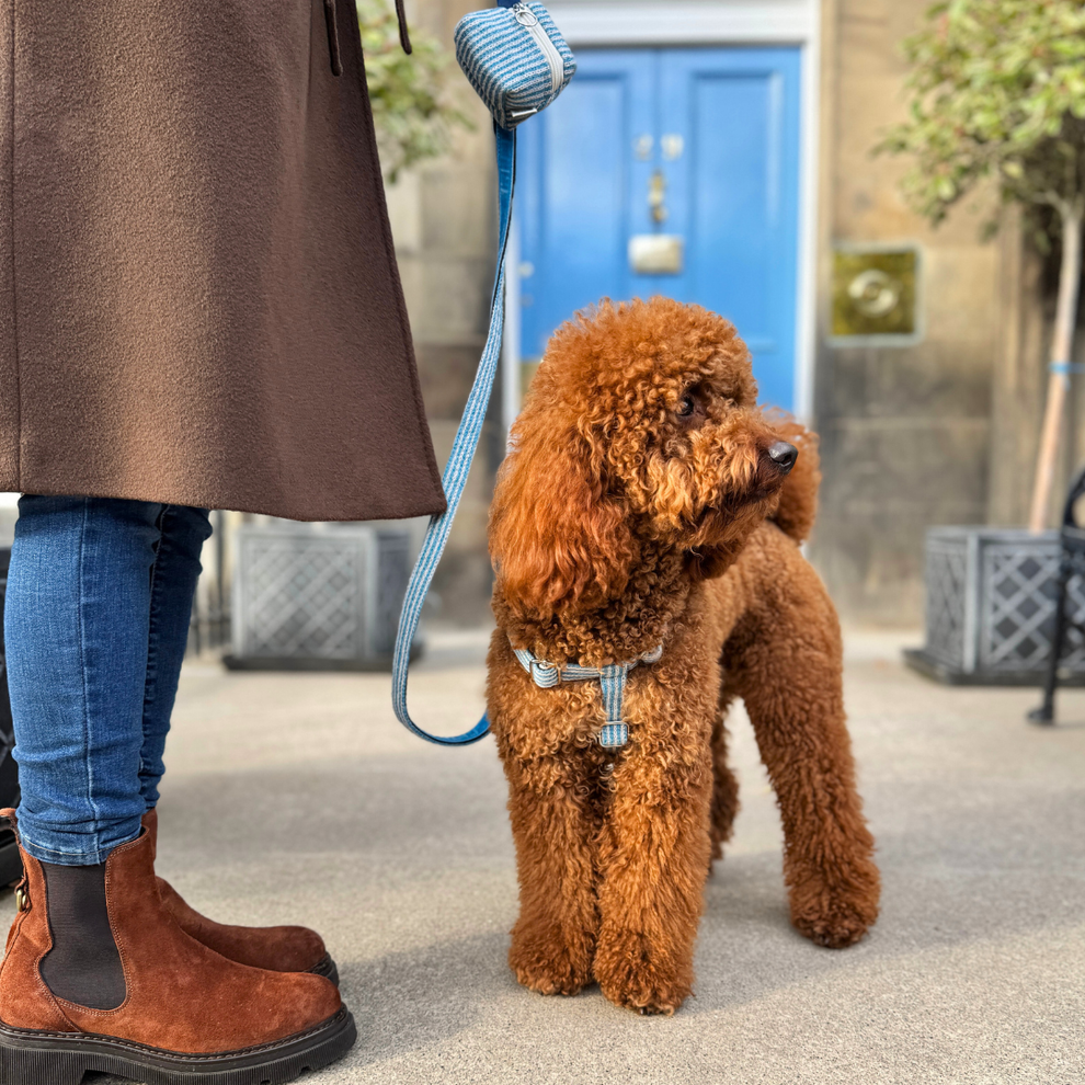 Stocky & Dee Sorbet - Luxury Traditional Dog Lead