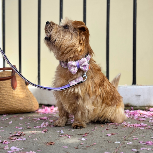 Stocky & Dee Lavender - Polkadot Collection - Luxury Dog Collar