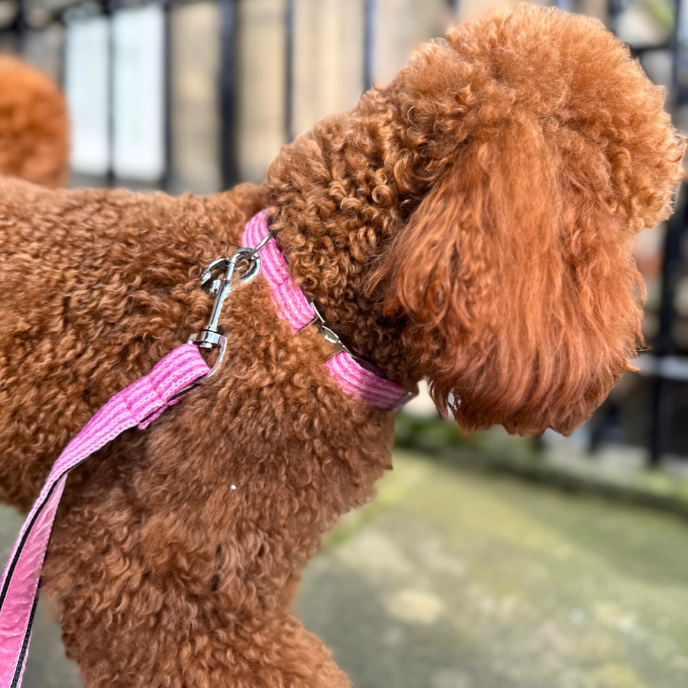 Stocky & Dee Sugarplum - Tutti Collection - Luxury Dog Collar