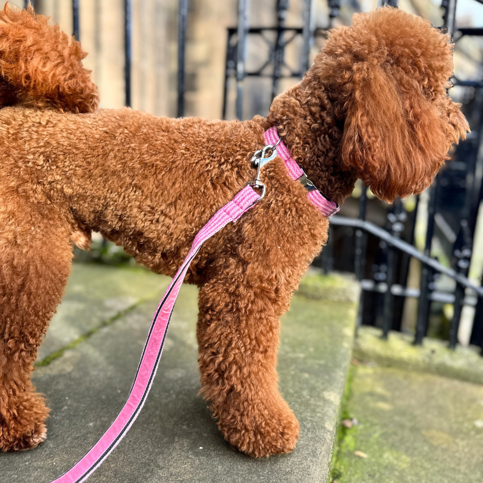Stocky & Dee Sugarplum - Tutti Collection - Luxury Dog Collar
