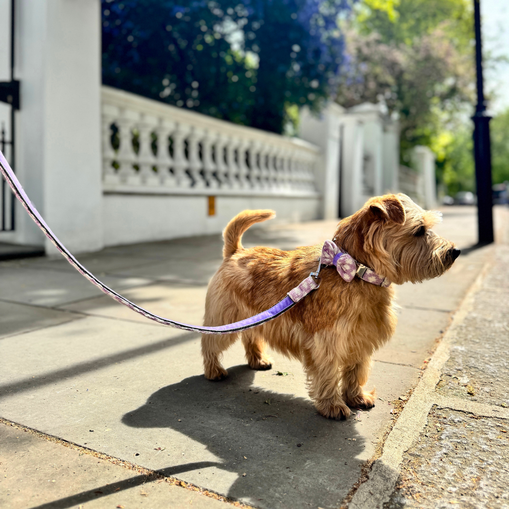Stocky & Dee Lavender - Polkadot Collection - Luxury Dog Collar