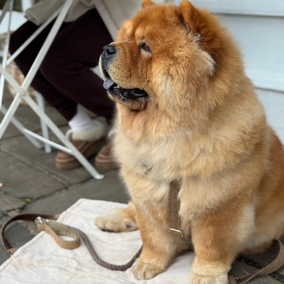 Stocky & Dee Cocoon - Debonair Collection - Rope Dog Lead