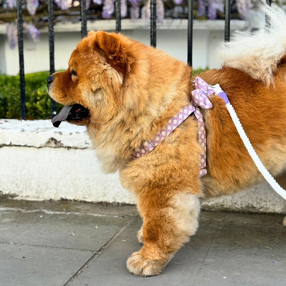 Stocky & Dee Harris Design - Lavender - Dog Bow Tie One Size