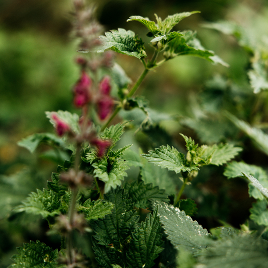 St Eval Bergamot & Nettle, Diffuser Refill