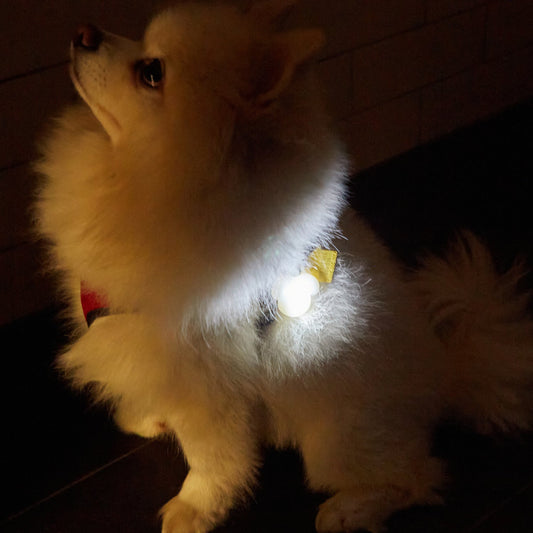 Small white dog wearing a reflective vest with a light on in a dark setting