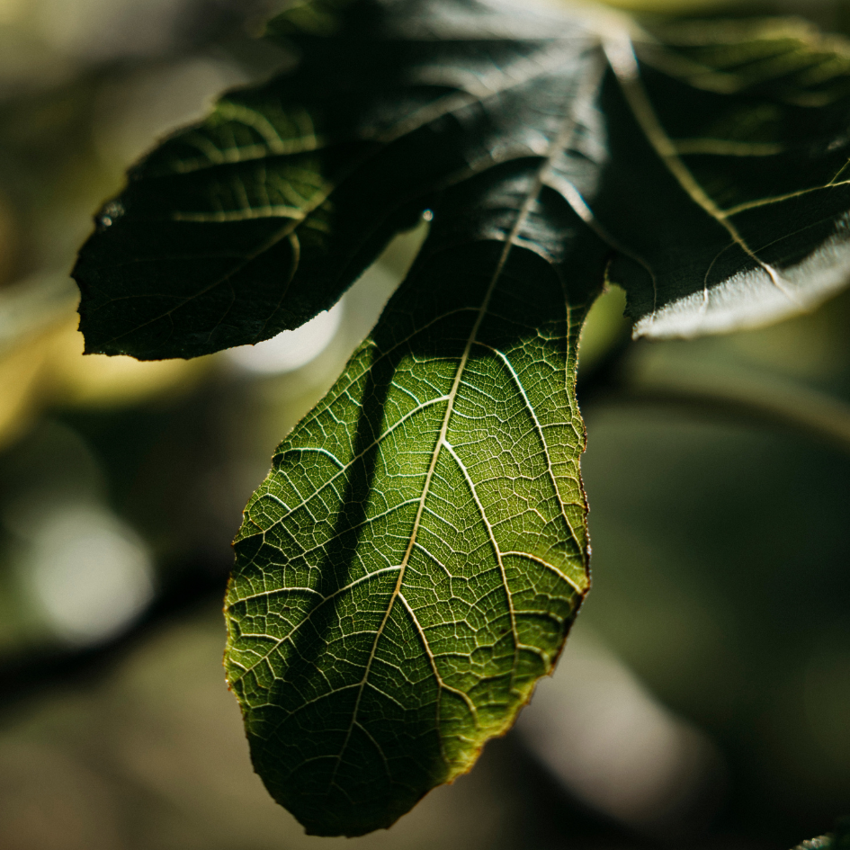St Eval Fig Tree Tealights