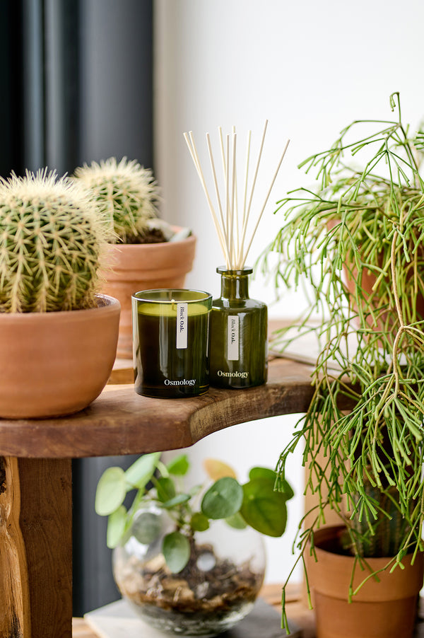 Osmology Black Oak Reed Diffuser