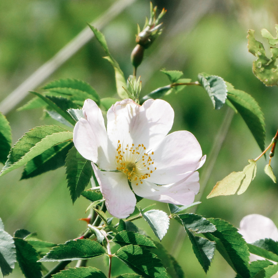St Eval Vintage Rose Tealights