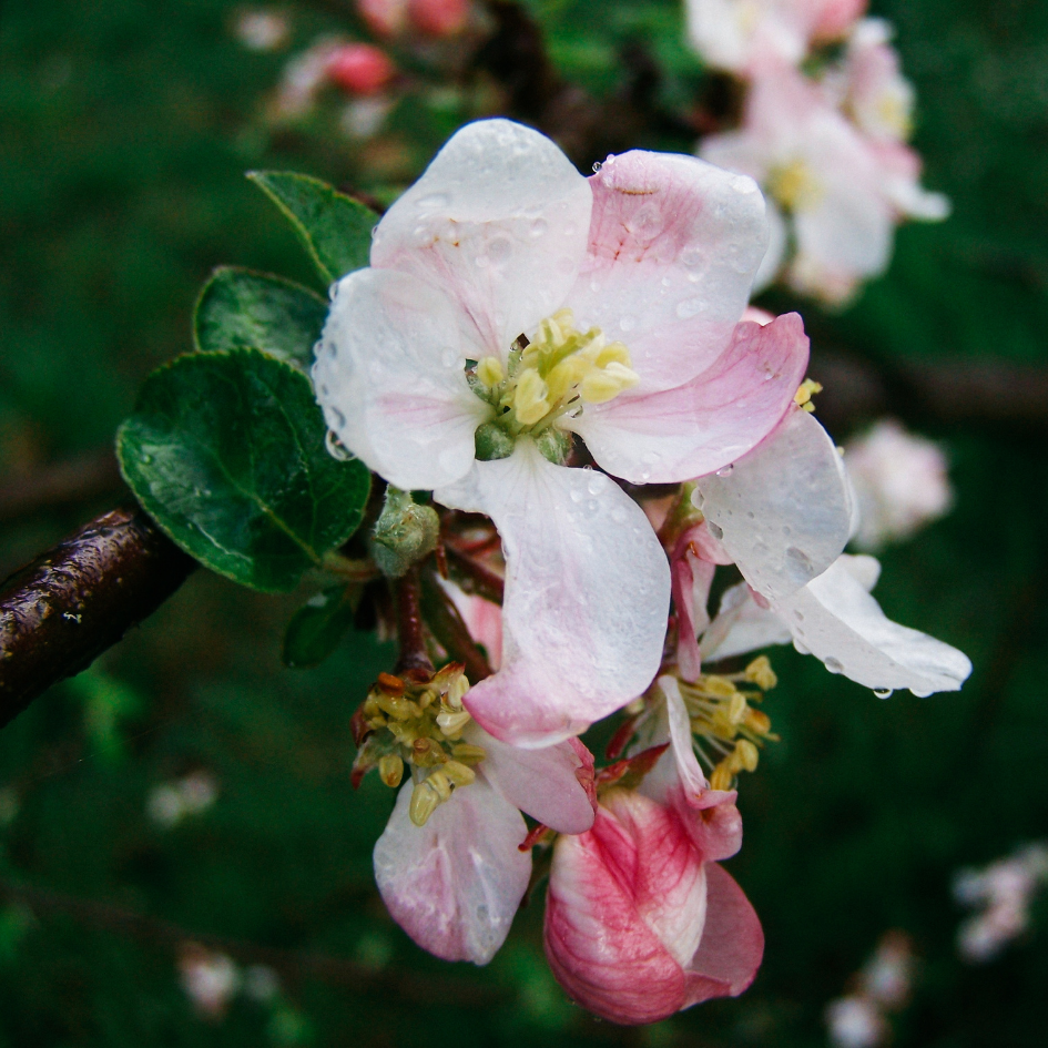 St Eval Walled Garden Scented Tealights
