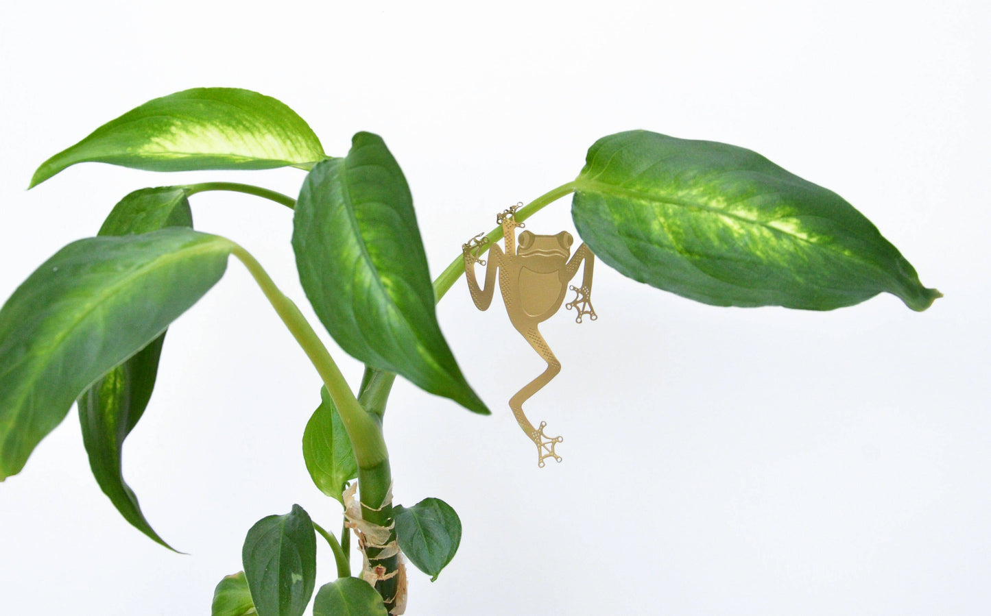 Another Studio Plant Animal - Tree Frog, unique house plant gift