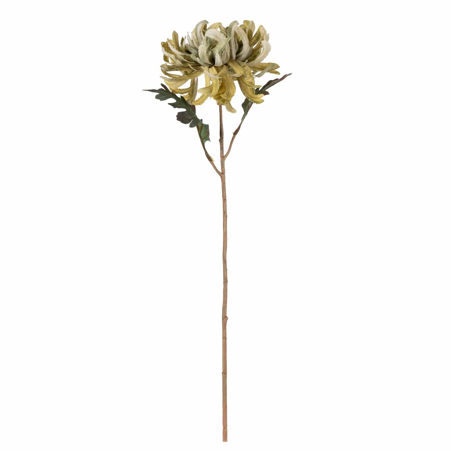 50cm Chrysanthemum Stem Olive