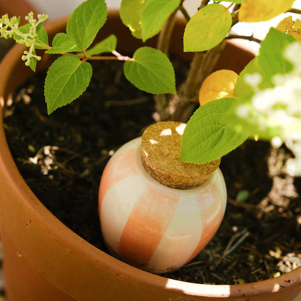 Pepin Olla Watering Bulb - Pastel Orange & Cream stripes