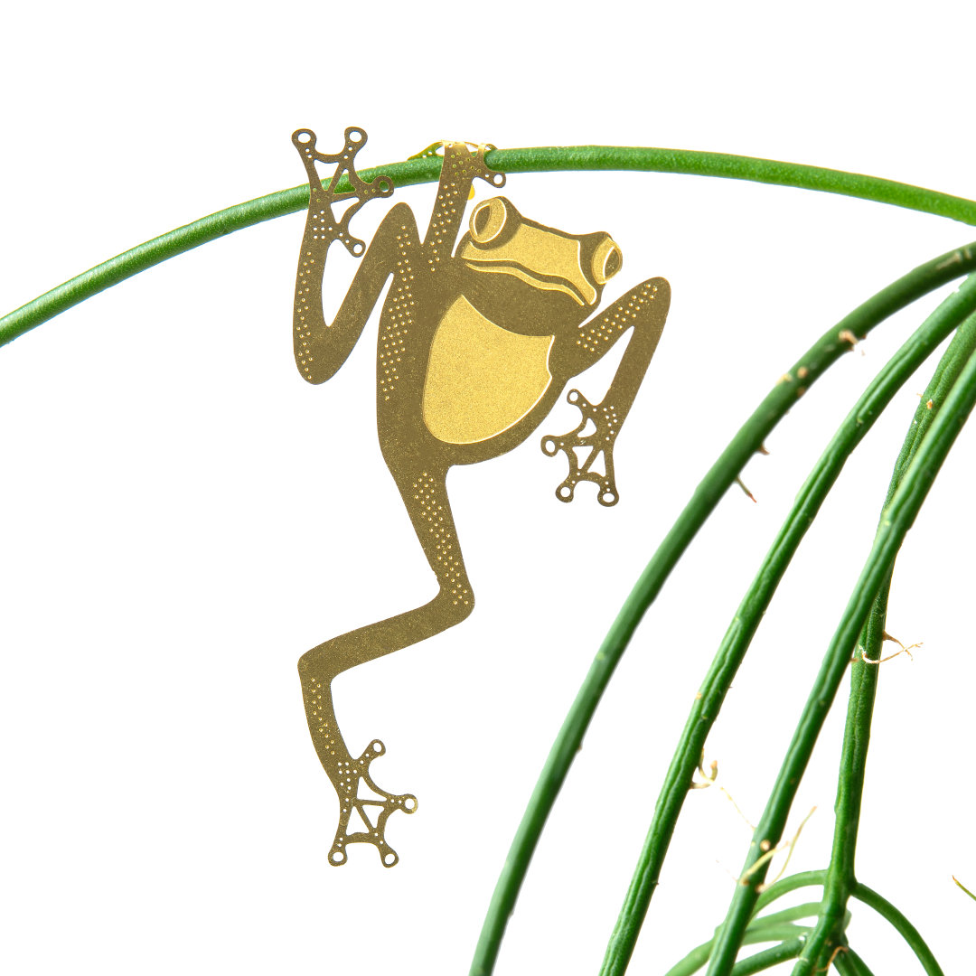 Another Studio brass tree frog